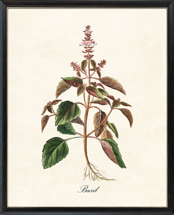 Basil Herb Antique Illustration, Kitchen Botanical Art Print