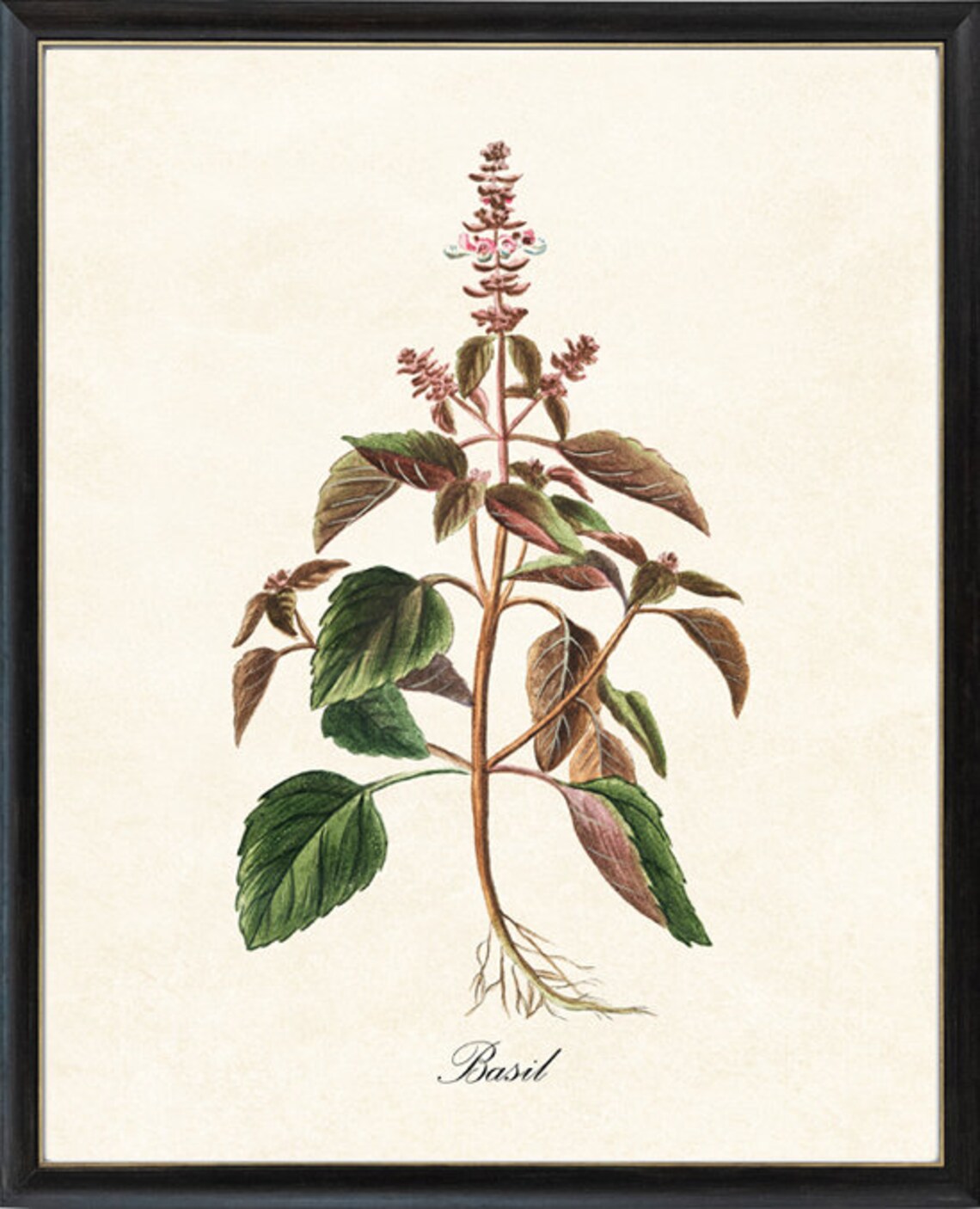 Basil Herb Antique Illustration, Kitchen Botanical Art Print