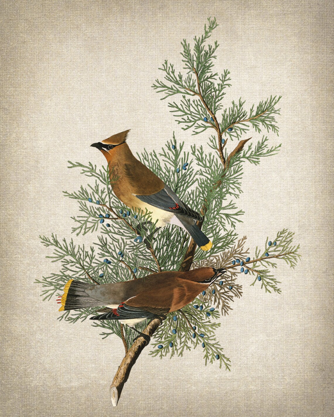 Vintage Cedar Birds And Botanical Art Print - Image 2