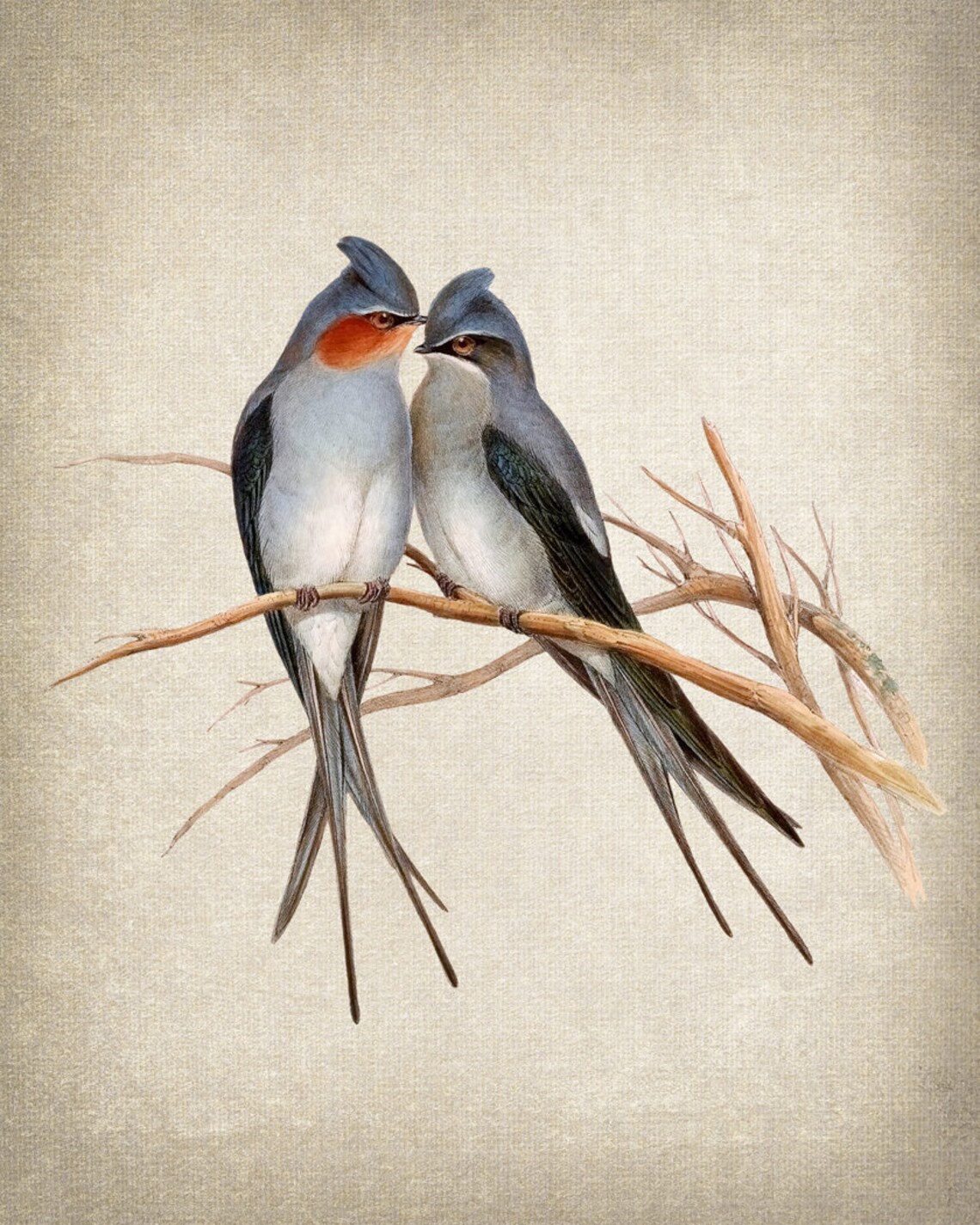 Crested Tree Swift Birds Vintage Illustration Art Print - Image 2