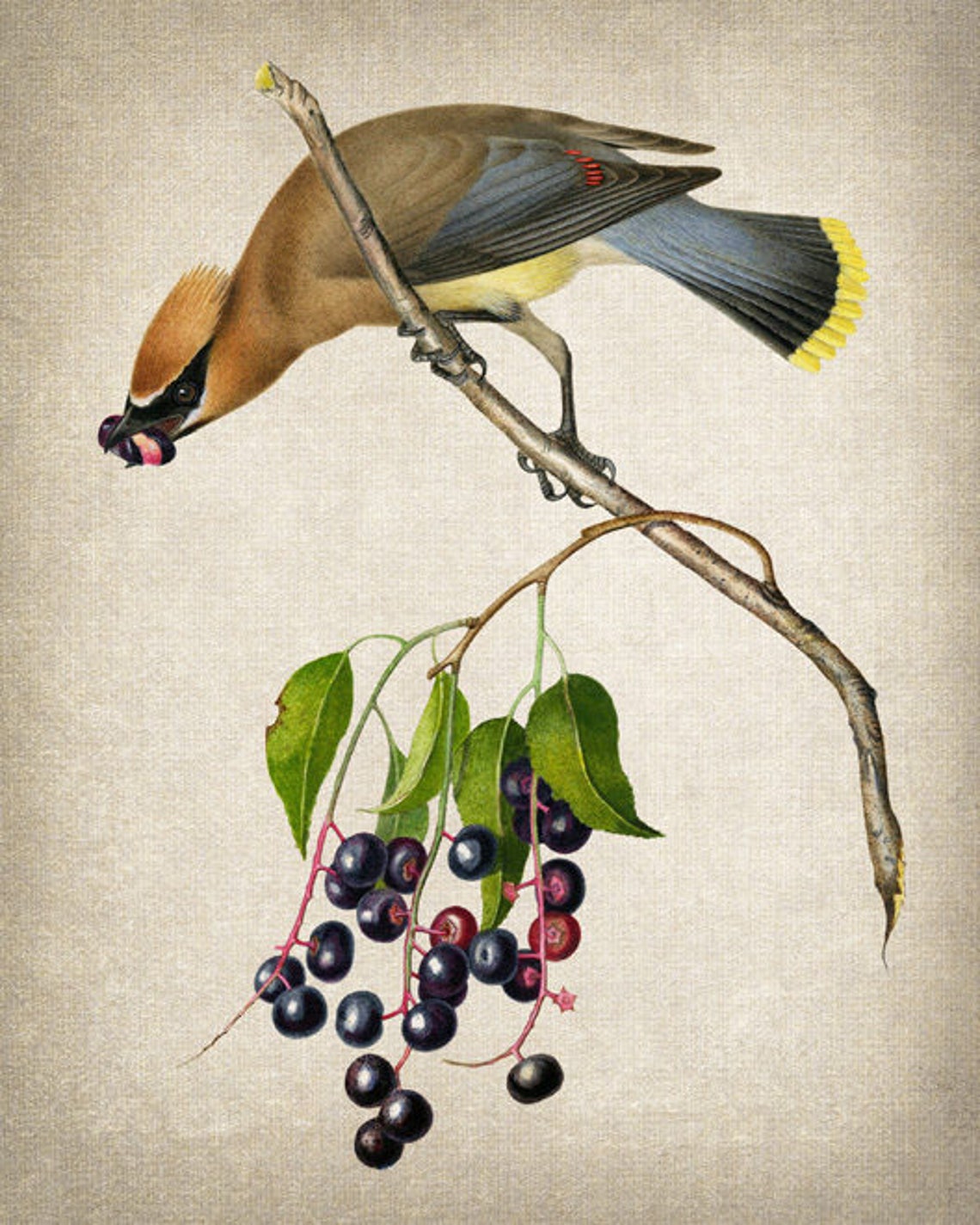 Cedar Waxwing Vintage Bird Illustration Poster Eating Dark Berries - Image 2