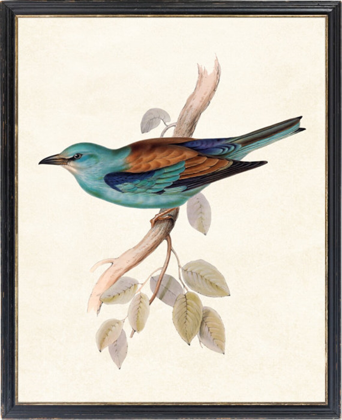 European Roller Bird Vintage Illustration Art Print - Image 2