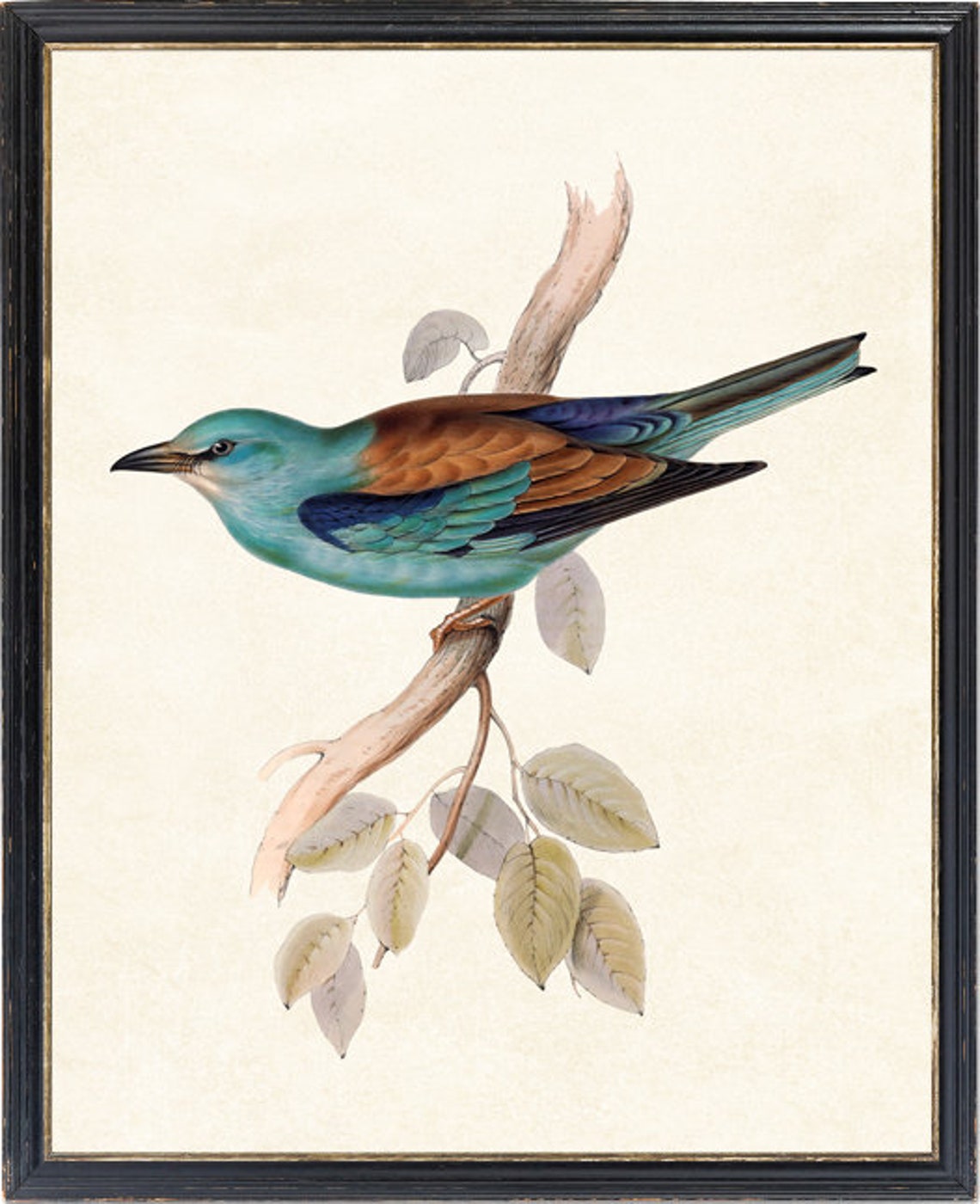 European Roller on Branch Turquoise Bird Vintage Illustration Print - Image 4