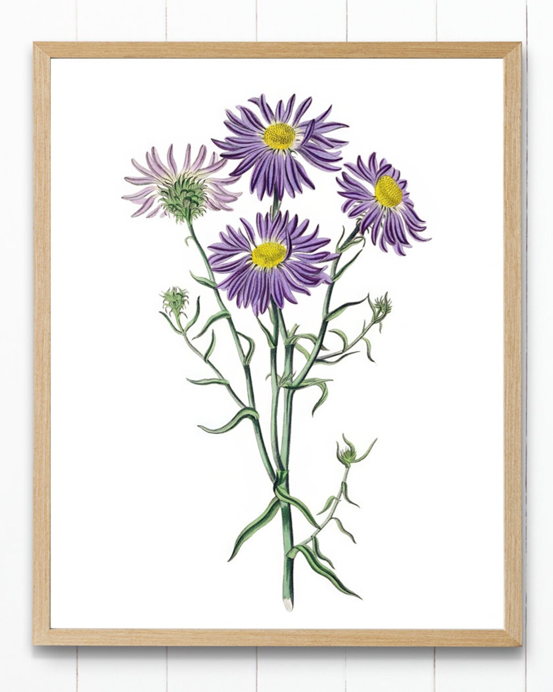 Chilean Aster Vintage Floral Art Print, Botanical Illustration - Image 4