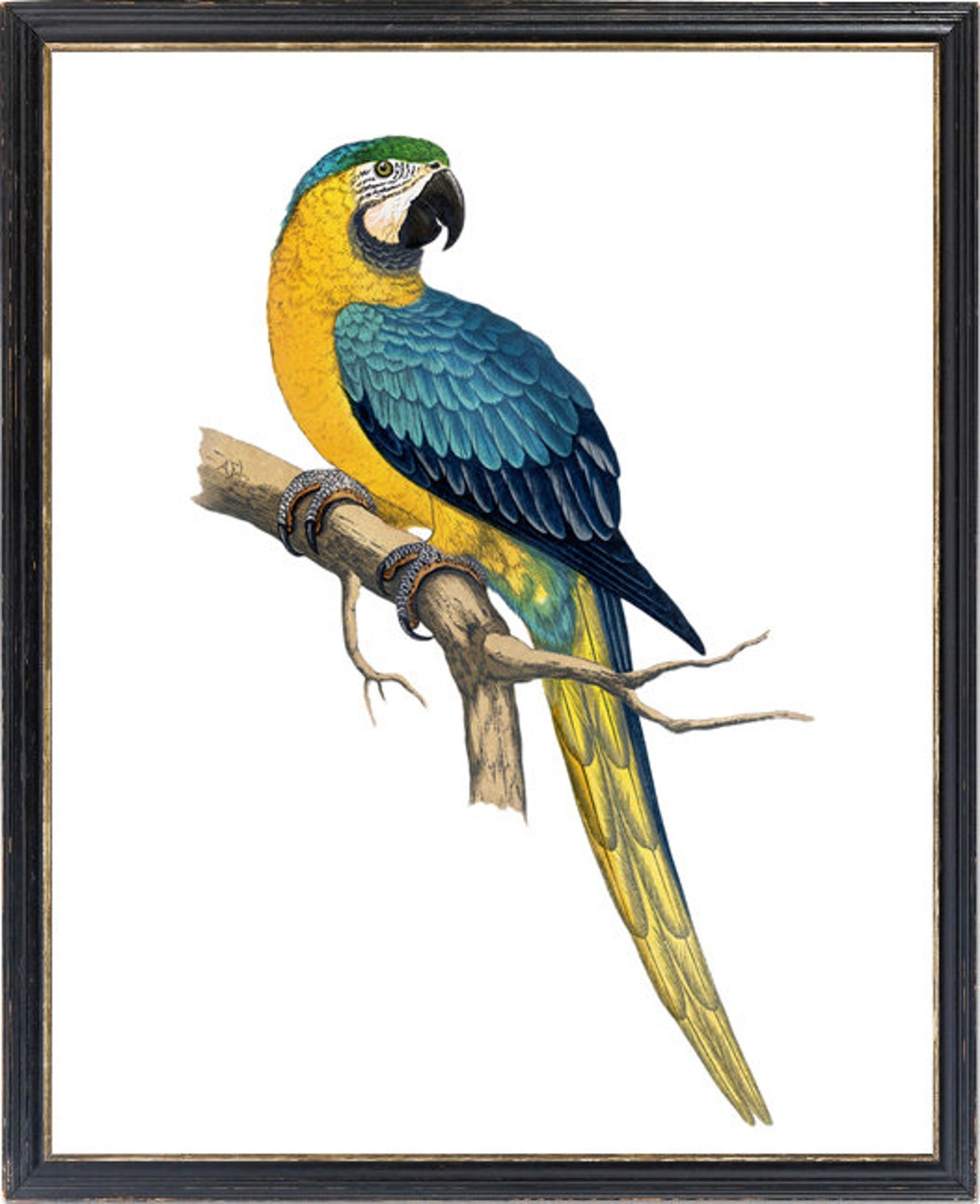 Blue And Yellow Macaw Vintage Tropical Parrot Botanical Art Poster - Image 3