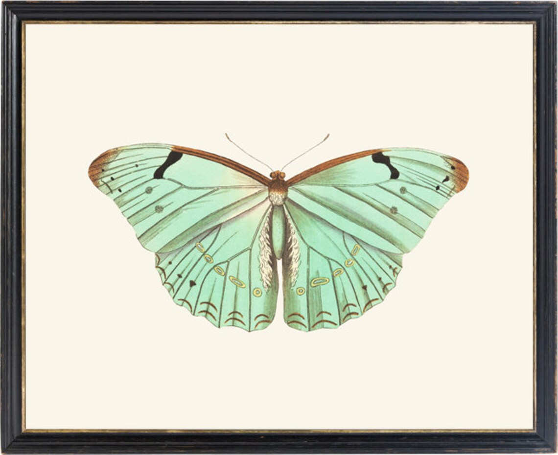 Mint Green Butterfly Vintage Insect Art Print - Image 2