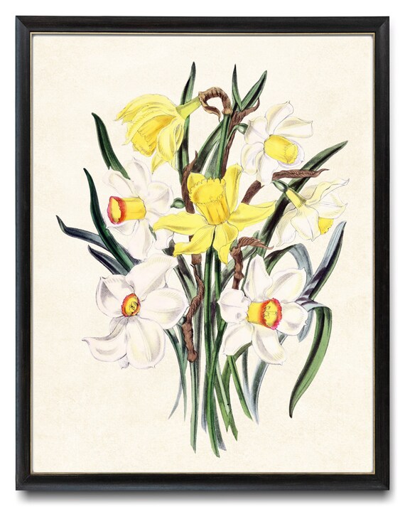 Yellow and White Daffodil Flowers Vintage Botanical Art Poster