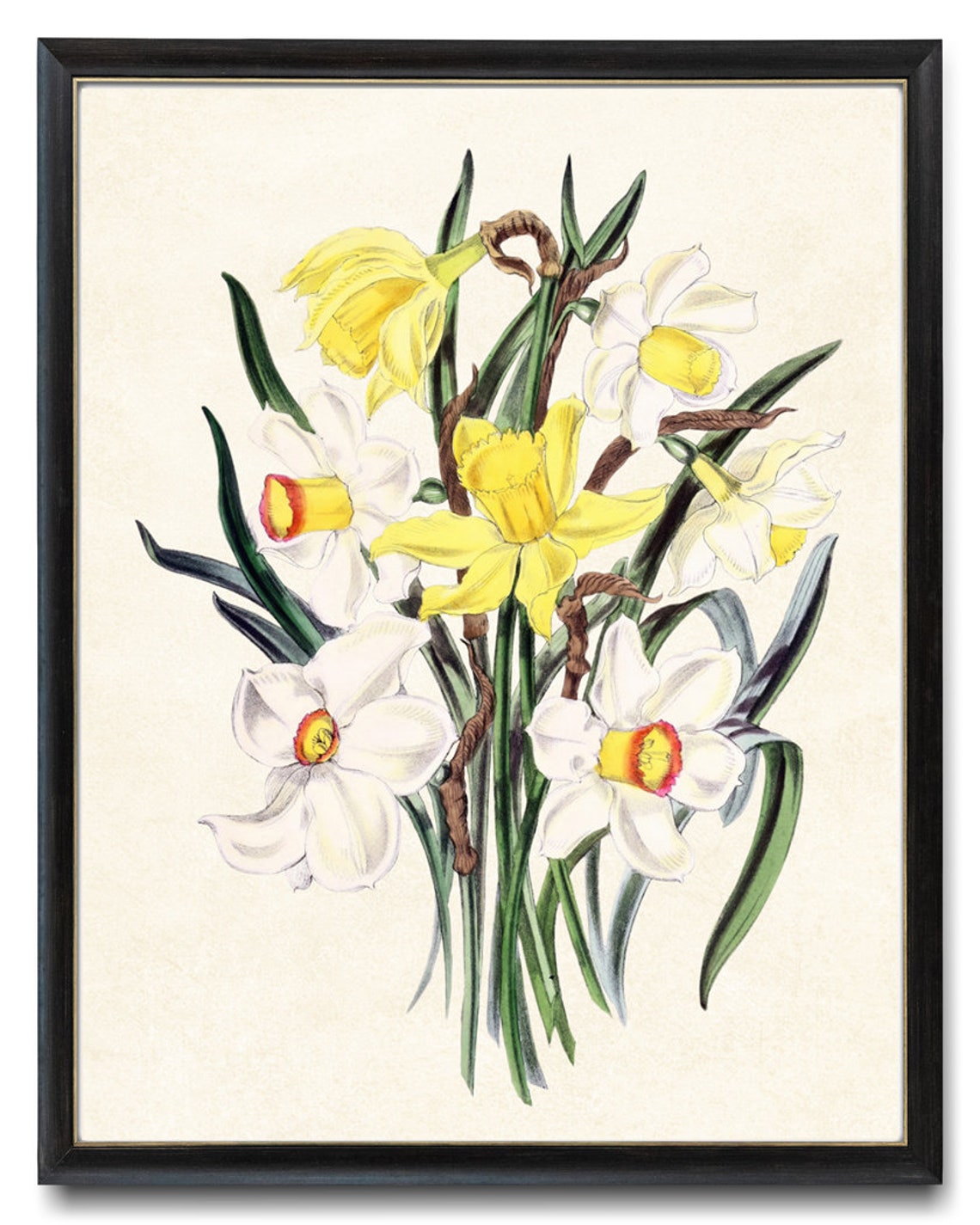 Bright Yellow and White Daffodils Classic Vintage Spring Flower Poster