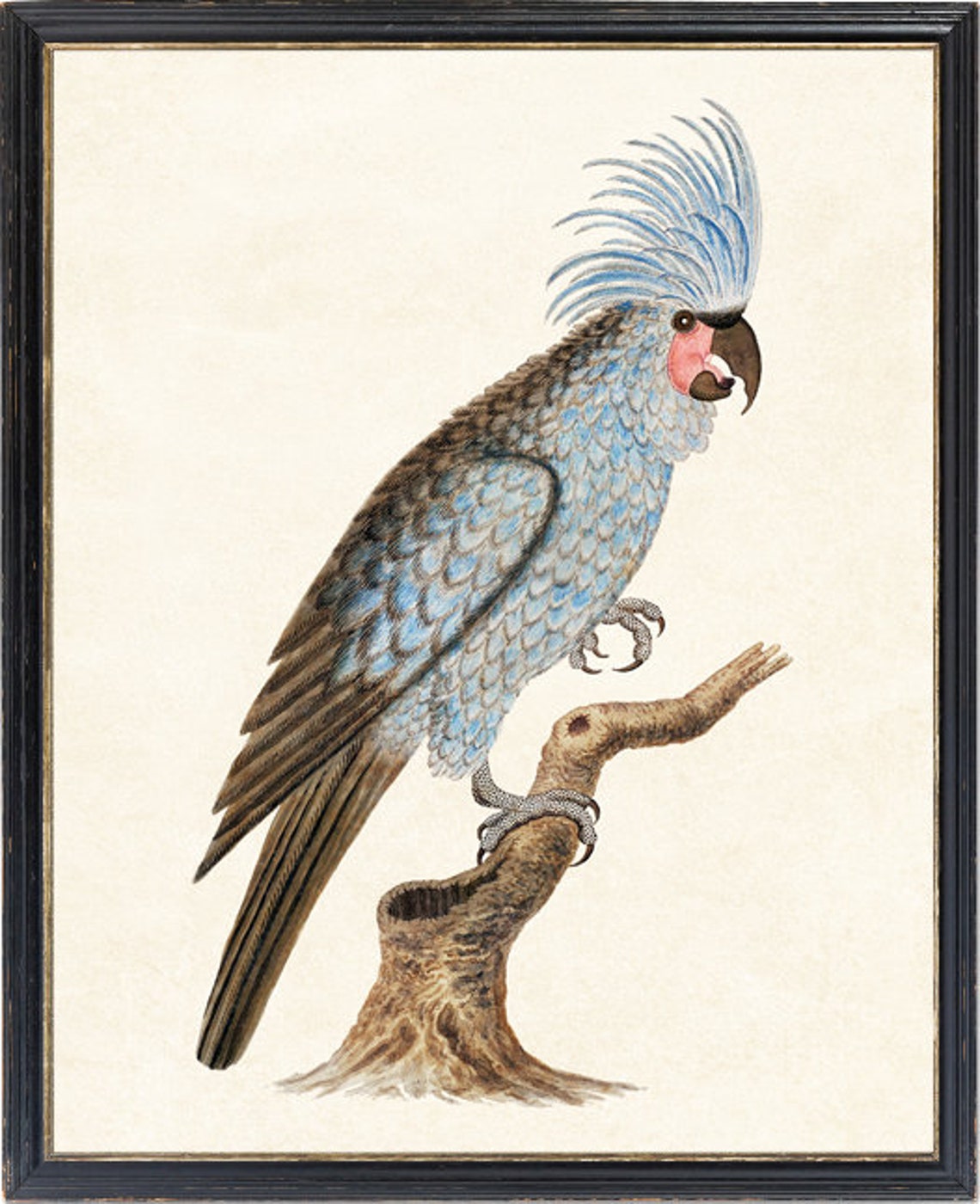 Palm Cockatoo Vintage Illustration Crested Parrot Art Poster - Image 4
