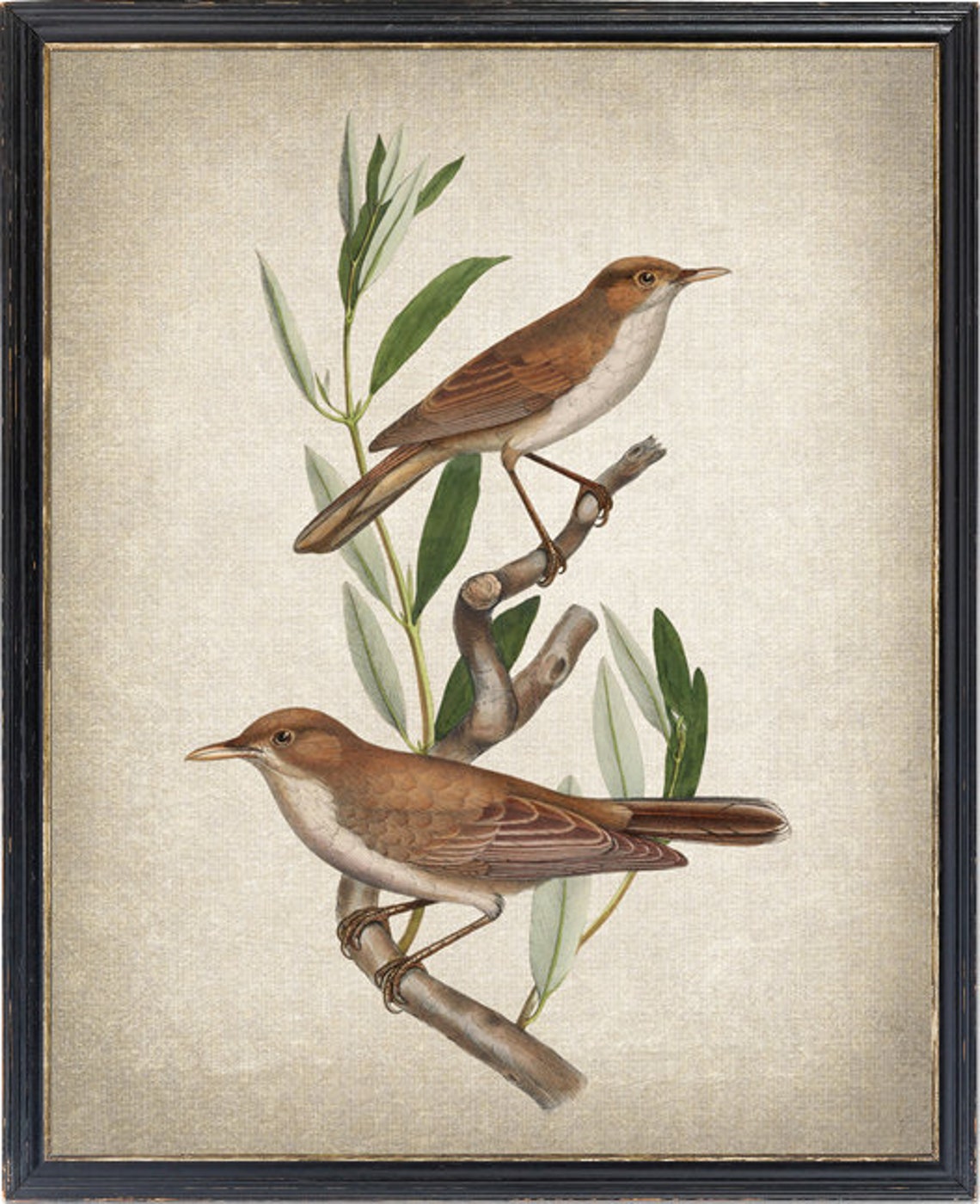 Two Brown Warbler Birds Antique Ornithology Illustration Poster