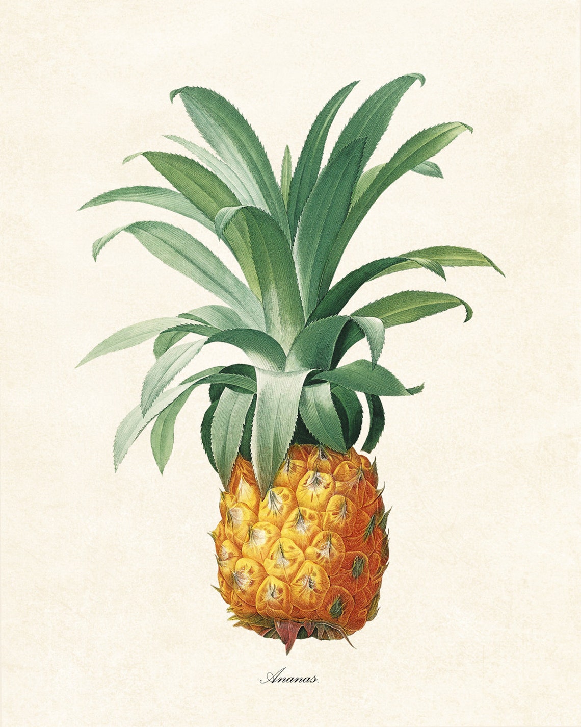 Vintage Pineapple Ananas Botanical Fruit Illustration Poster - Image 2