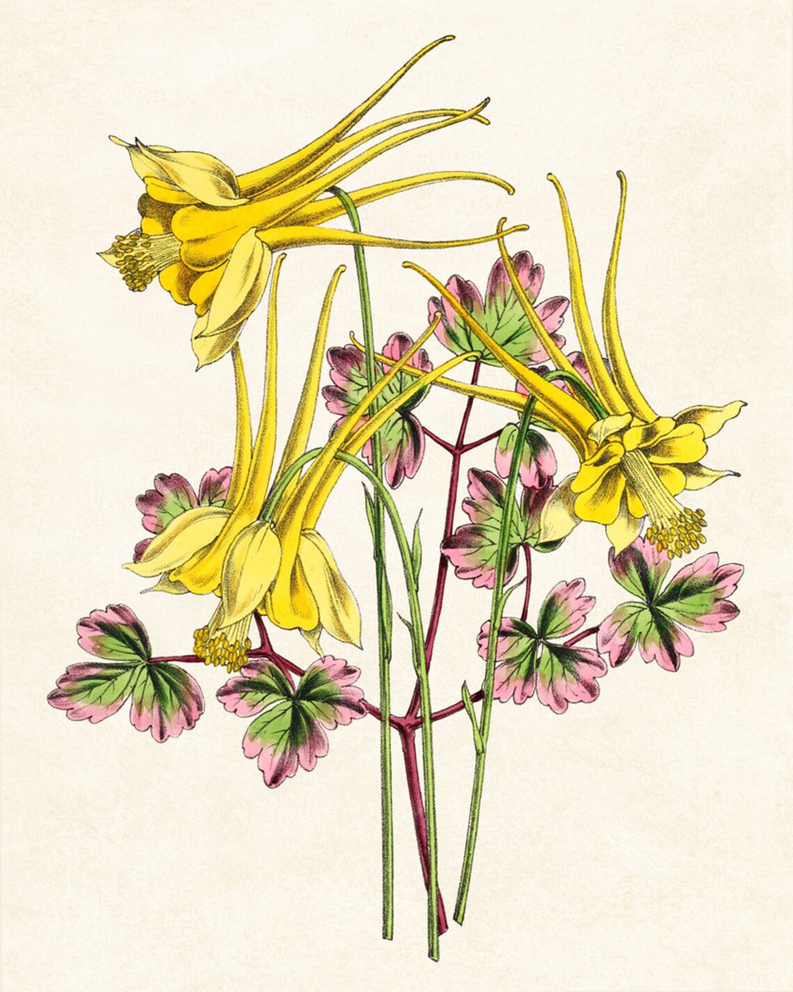 Yellow Columbine Flowers Vintage Botanical Art Print - Image 3