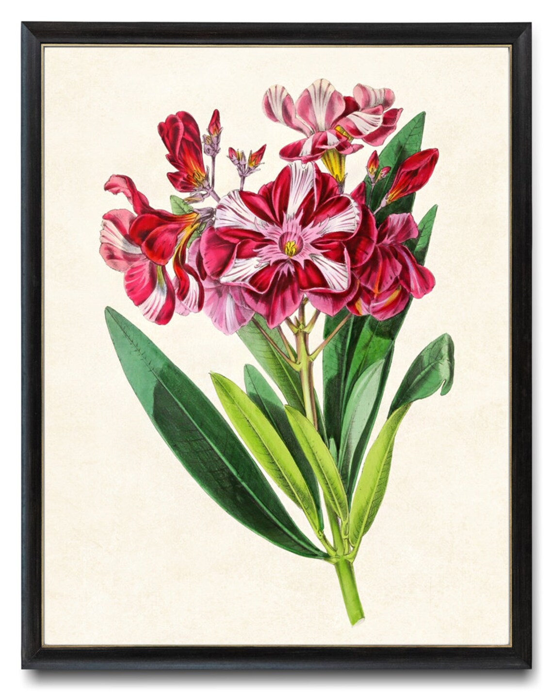 Striped Oleander Vintage Botanical Art Print