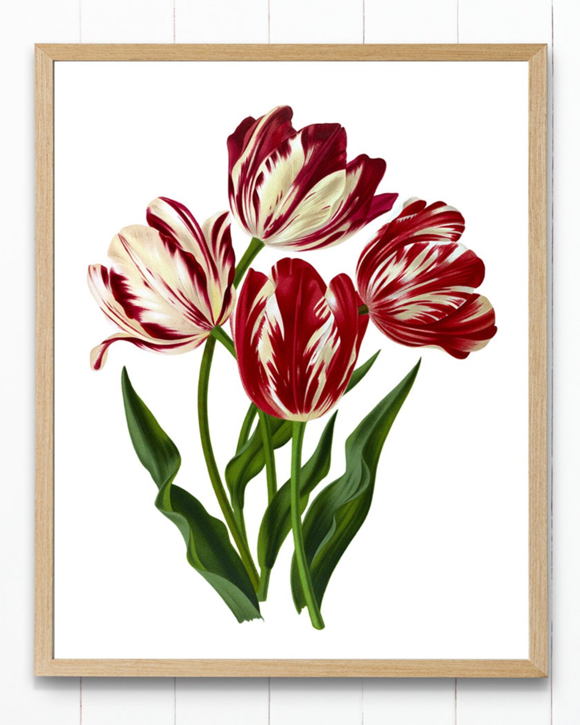 Spring Flowers Vintage Tulip Botanical Art Print - Image 4