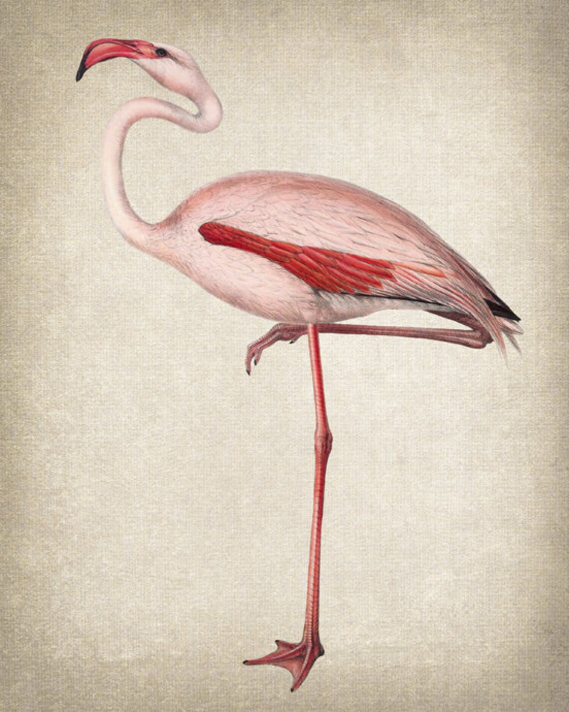 Common Flamingo Vintage Illustration Art Print - Image 2