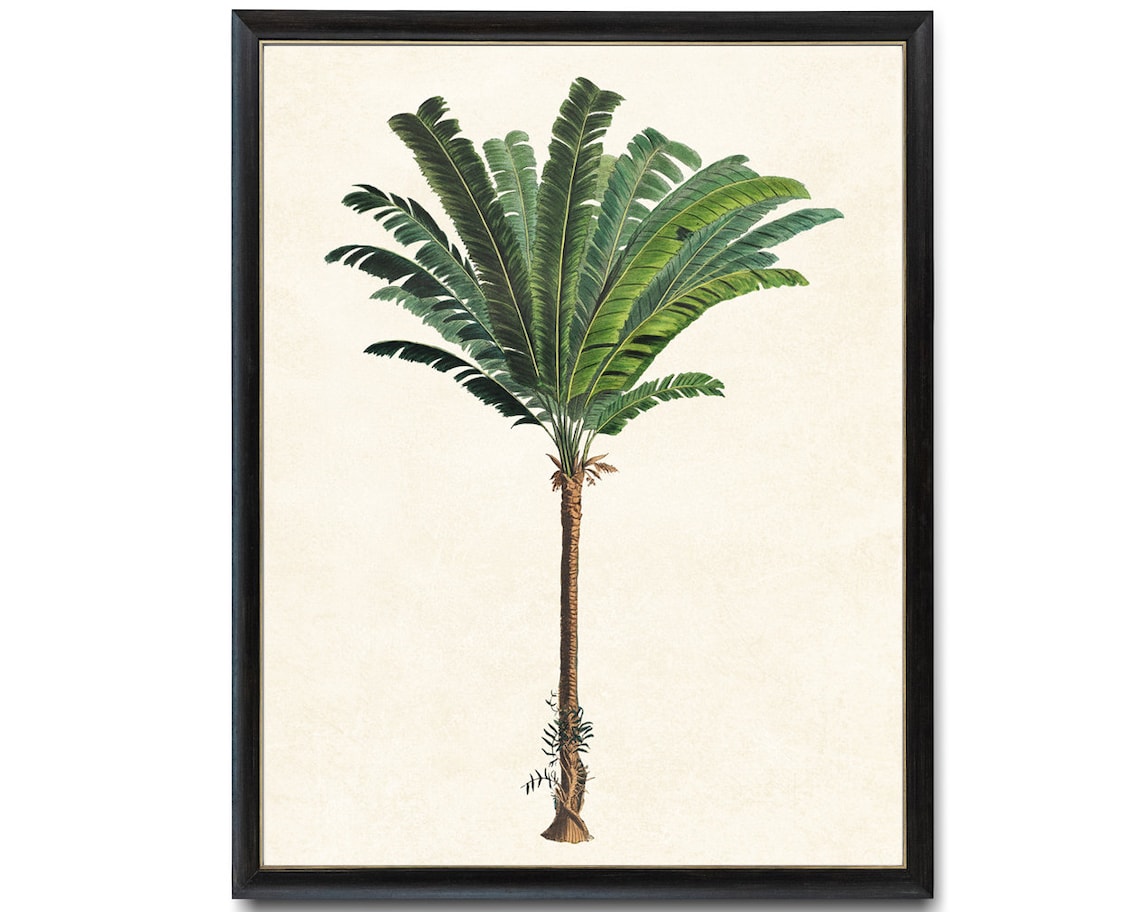 Palm Tree Troolie Palm Vintage Illustration Art Print - Image 2