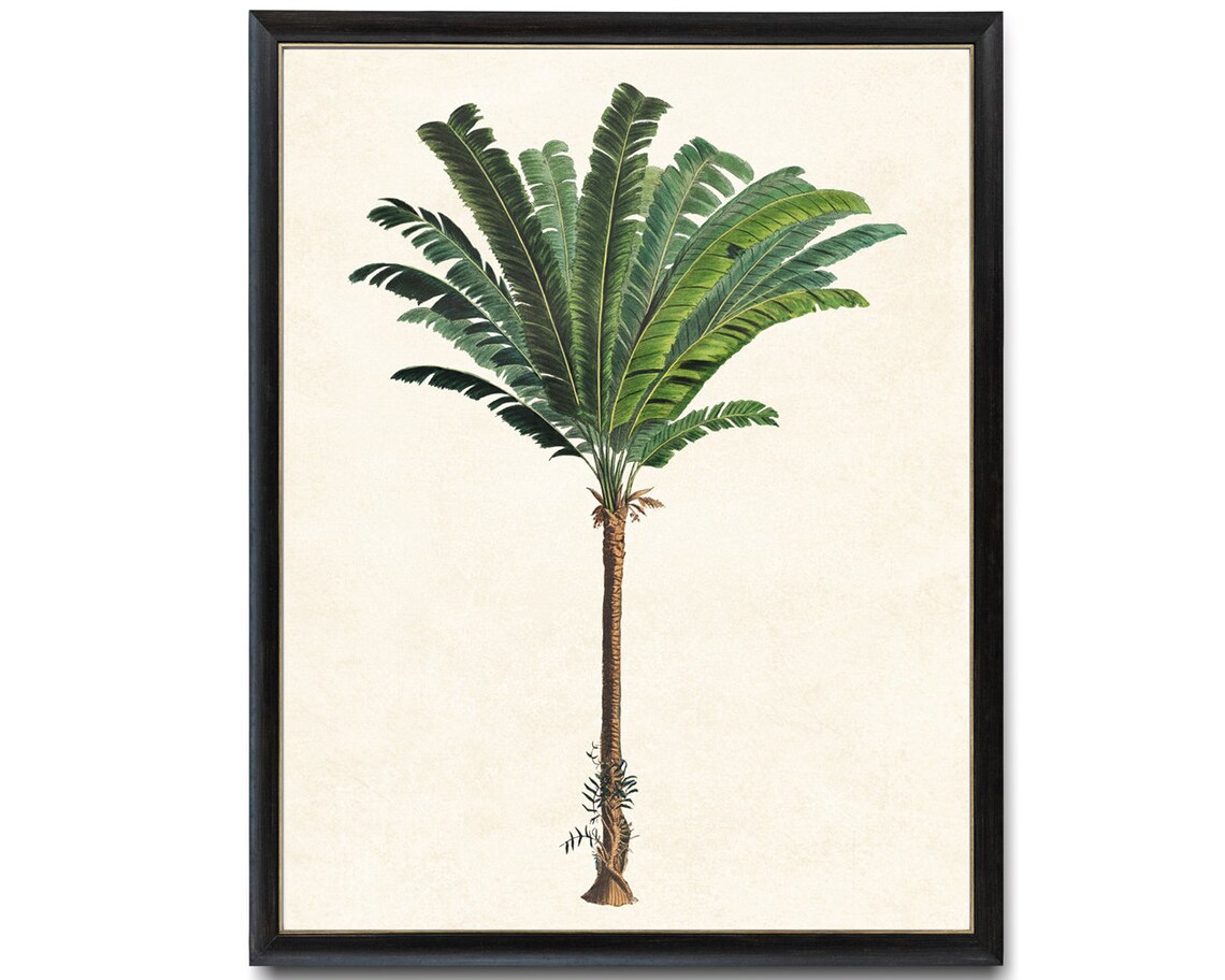 Troolie Palm Vintage Illustration, Botanical Art Print - Image 4