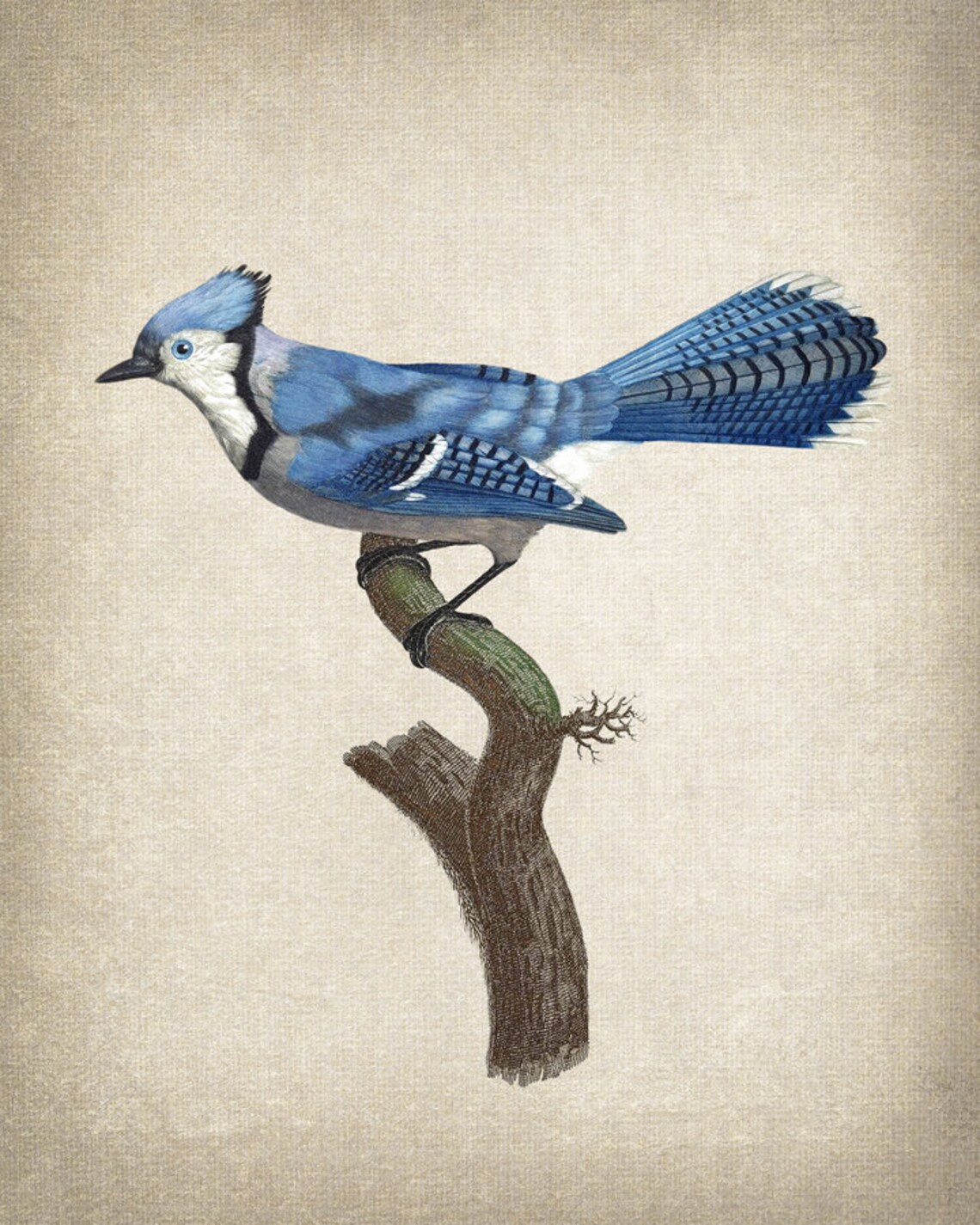 Blue Jay Bird Vintage Illustration Art Print - Image 2
