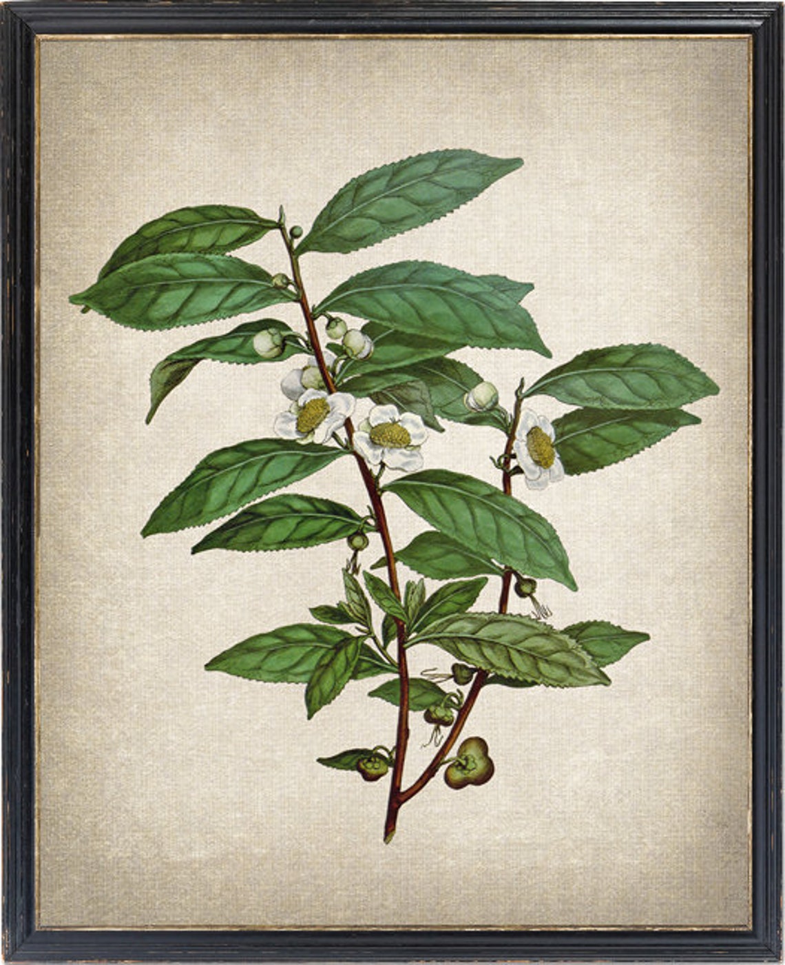 Green Tea Plant with White Blossoms Vintage Botanical Poster
