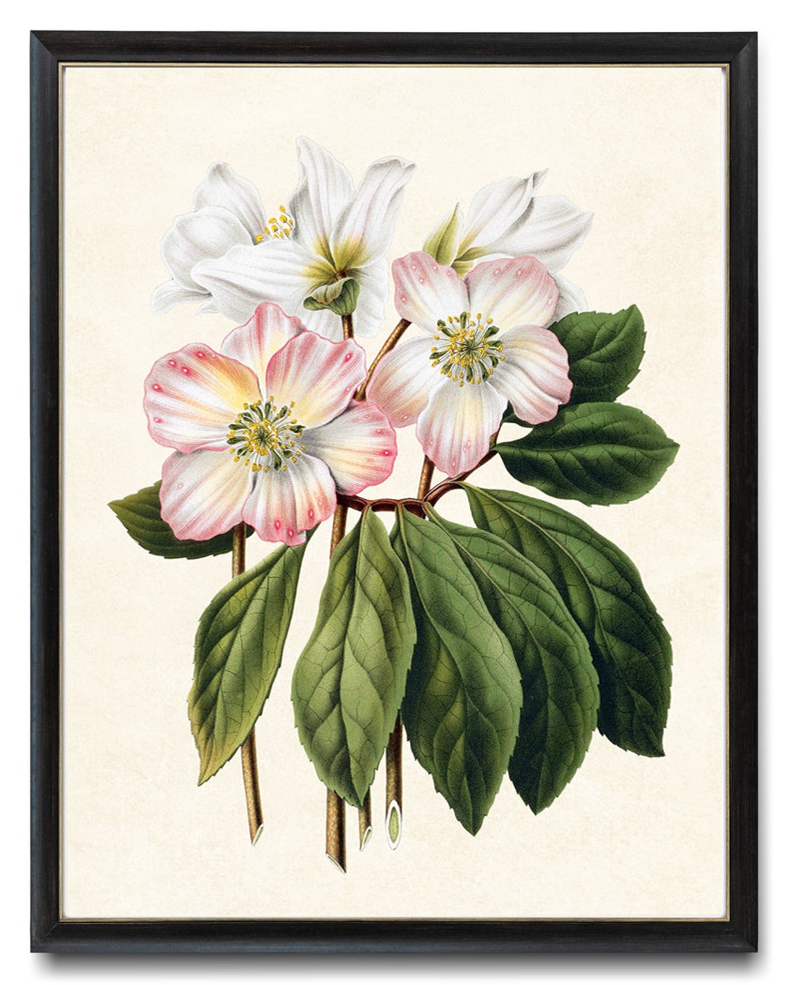 Pink White Hellebore Flowers Vintage Botanical Illustration Poster