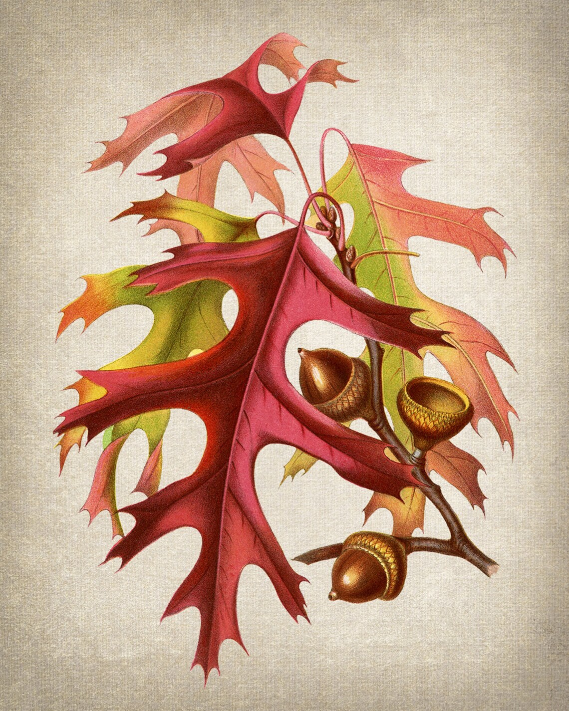 Autumn Leaves and Acorns Vintage Illustration Art Print - Image 2