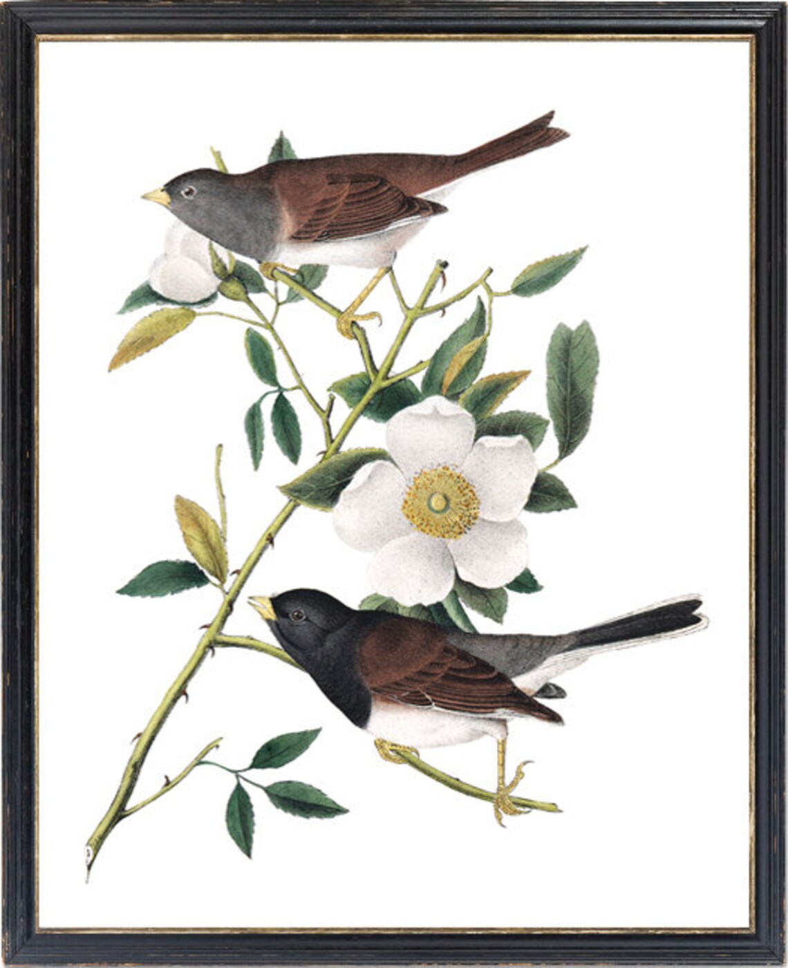 Audubon Bird Art Oregon Snow Birds Vintage Art Print - Image 3