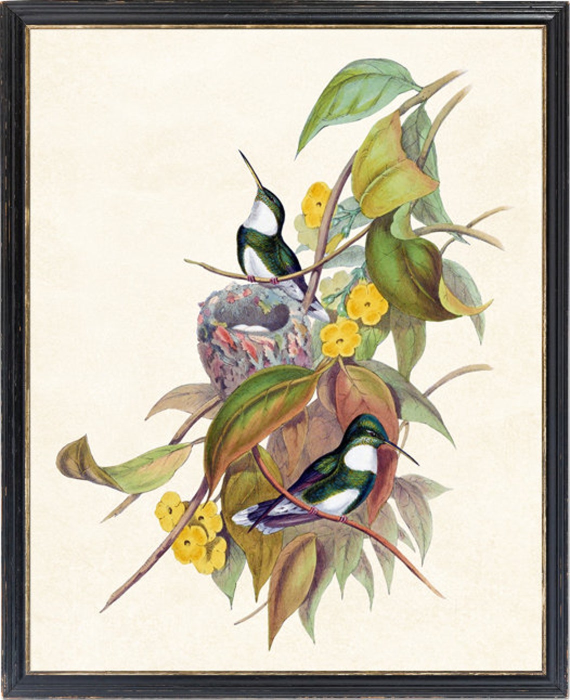 White Throated Hummingbird Pair With Nest Vintage Bird Art Poster - Image 4