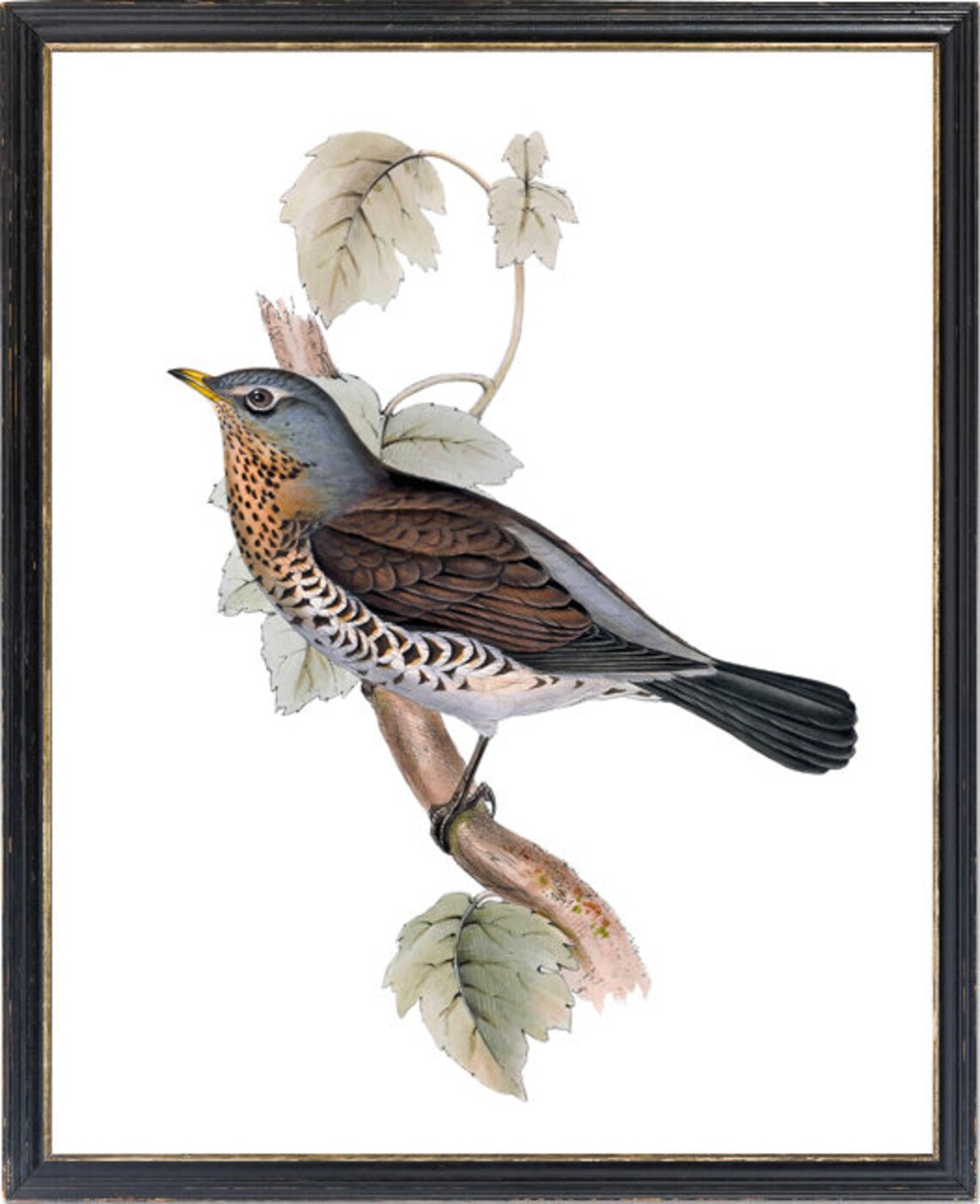 Fieldfare Thrush Antique Illustration Vintage Art Print - Image 3