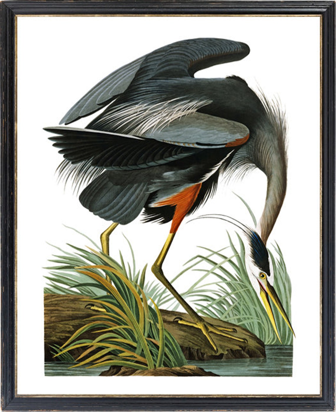 Great Blue Heron Wading Vintage Waterbird Illustration Print - Image 3