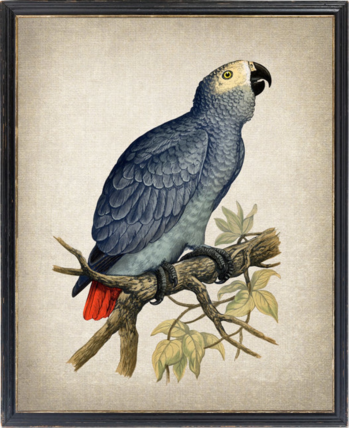 African Grey Parrot Vintage Illustration Silver Bird Red Tail Poster