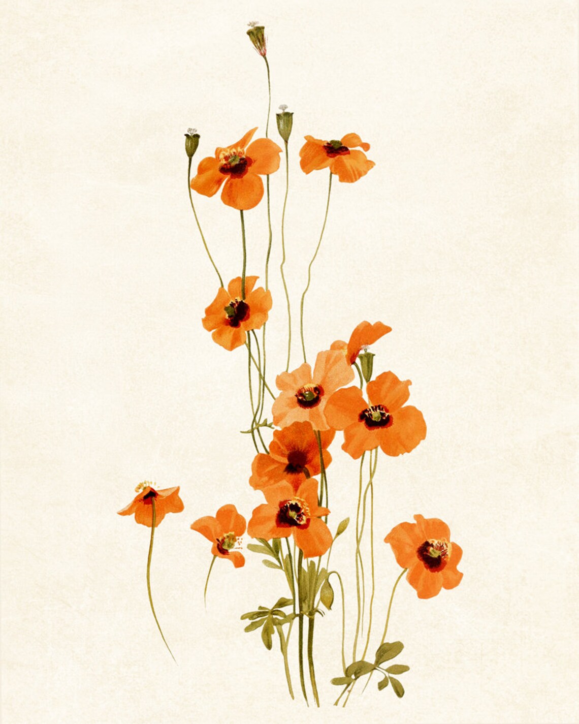 Orange Poppy Flowers, Vintage Botanical Art Print - Image 3