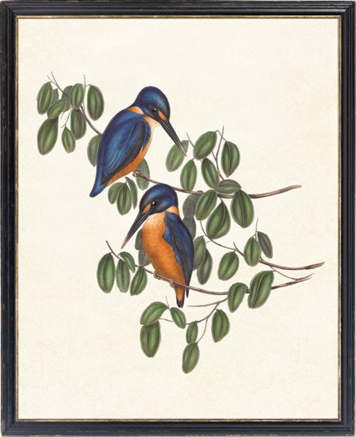 Azure Kingfisher Vintage Illustration Art Print - Image 2