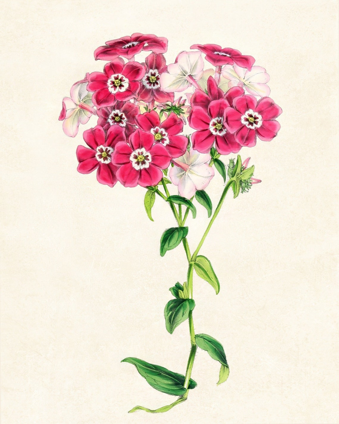 Vintage Pink Phlox Blossom Cluster Botanical Illustration Poster - Image 3