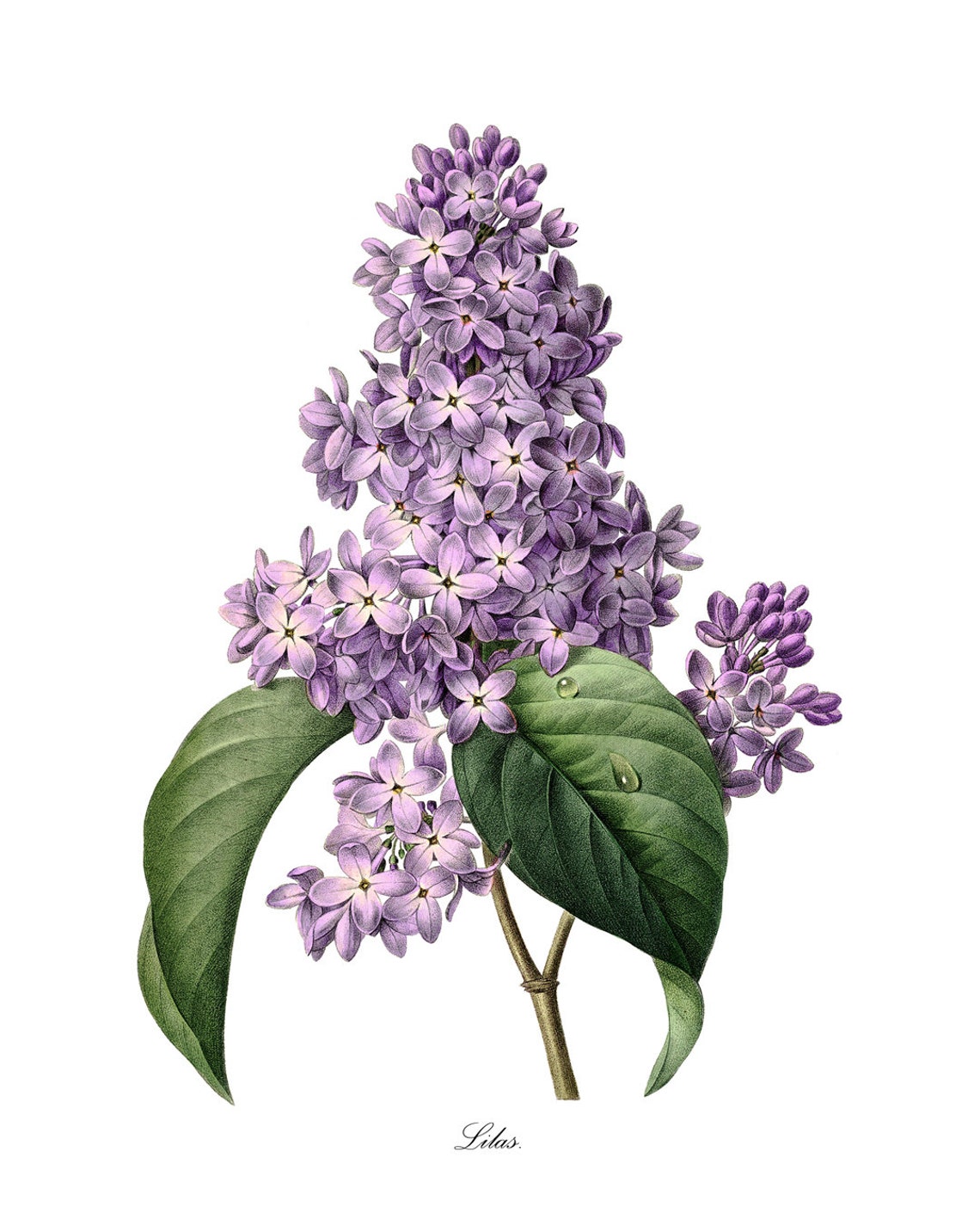 Purple Lilac Lilas Vintage Botanical Flower Illustration Poster - Image 3