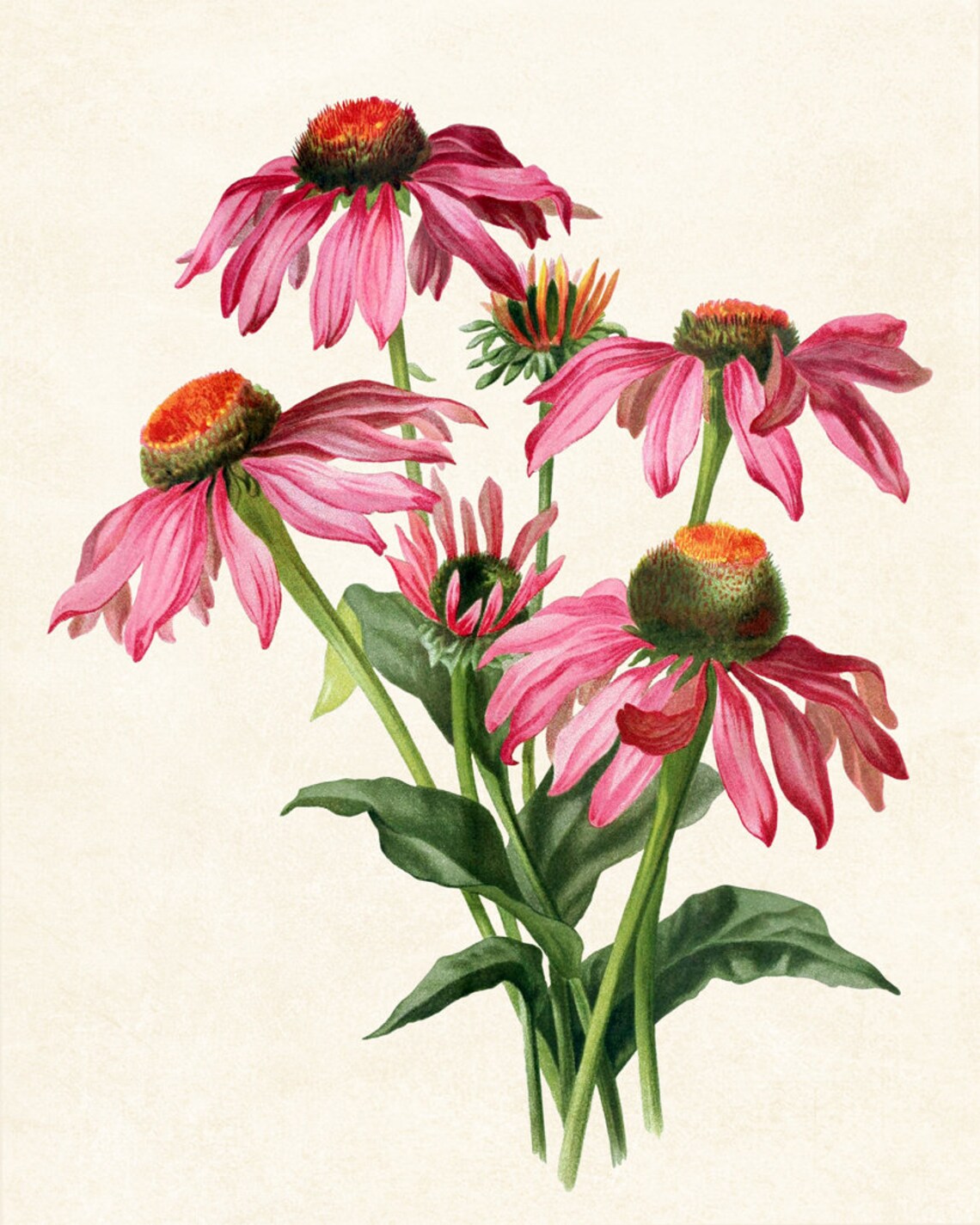 Pink Coneflower Vintage Flower Illustration Art Print - Image 3