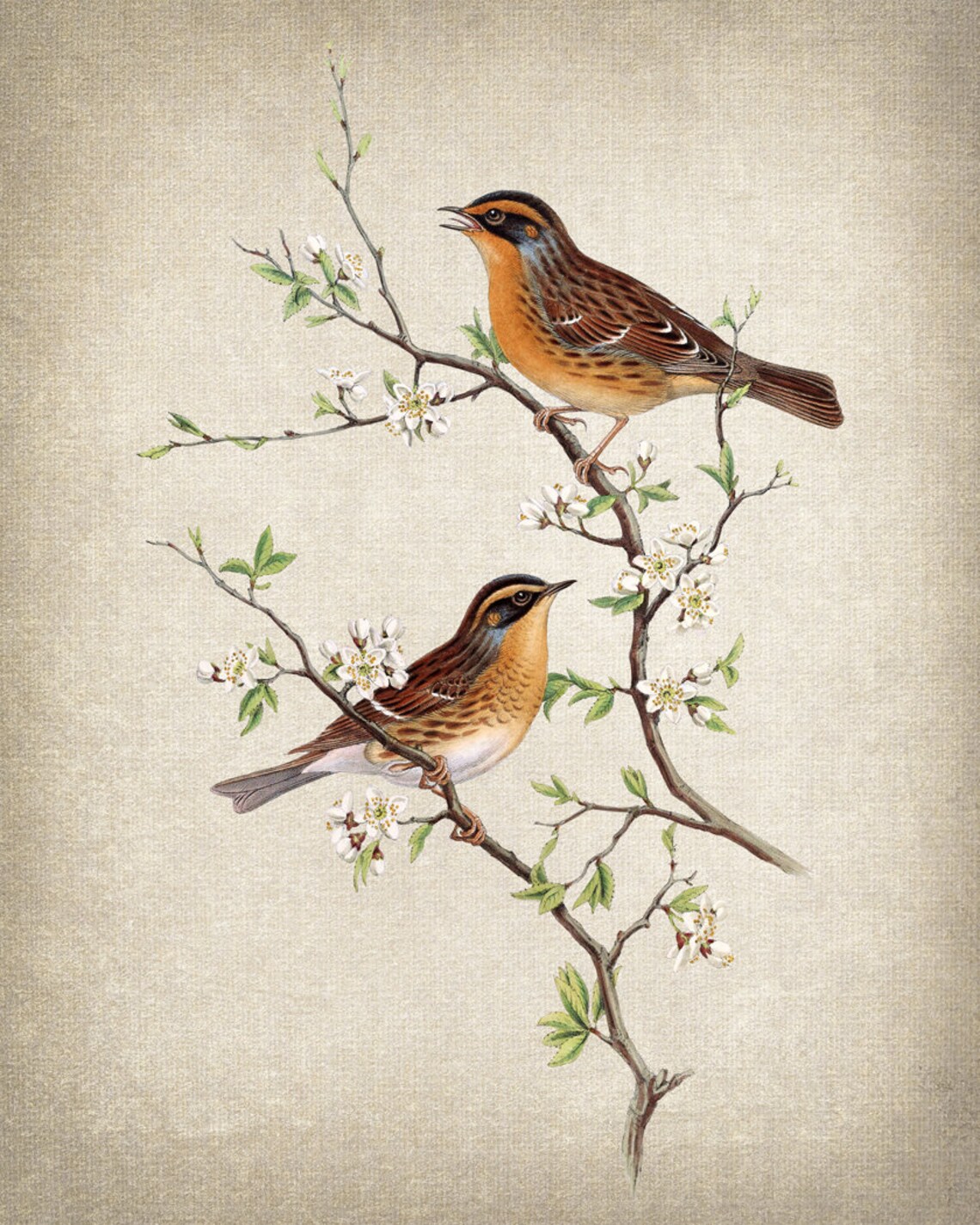 Mountain Accentor Birds Vintage Illustration Poster - Image 2