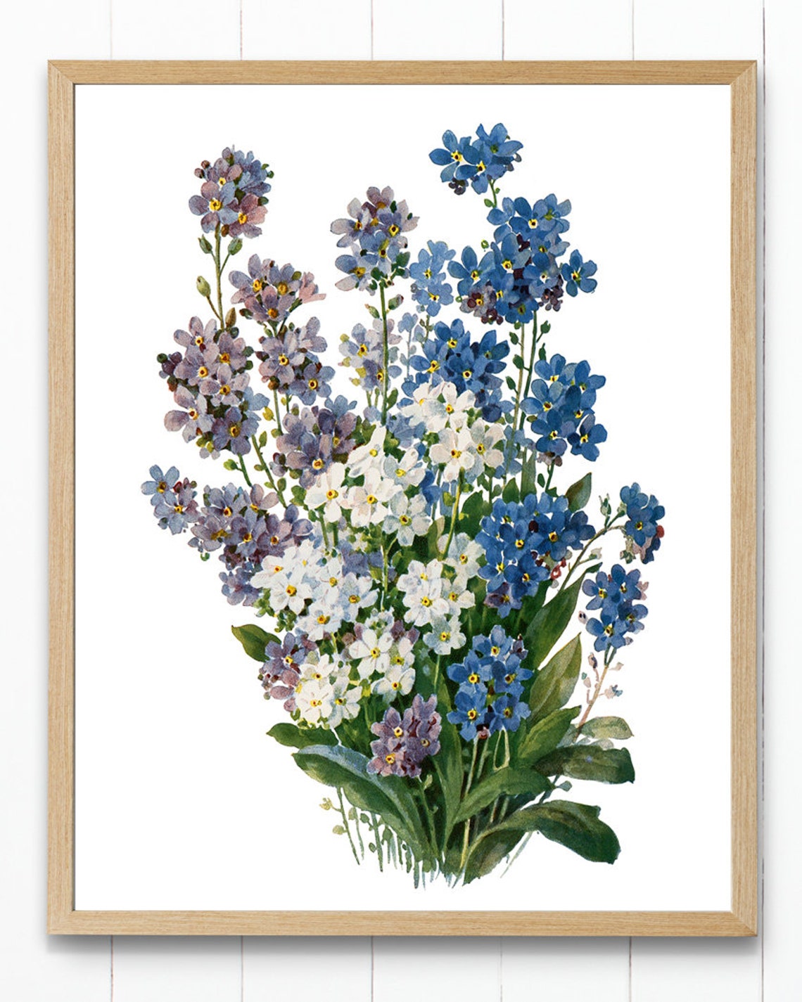 Forget-Me-Nots in Blue and White Vintage Floral Botanical Poster - Image 4