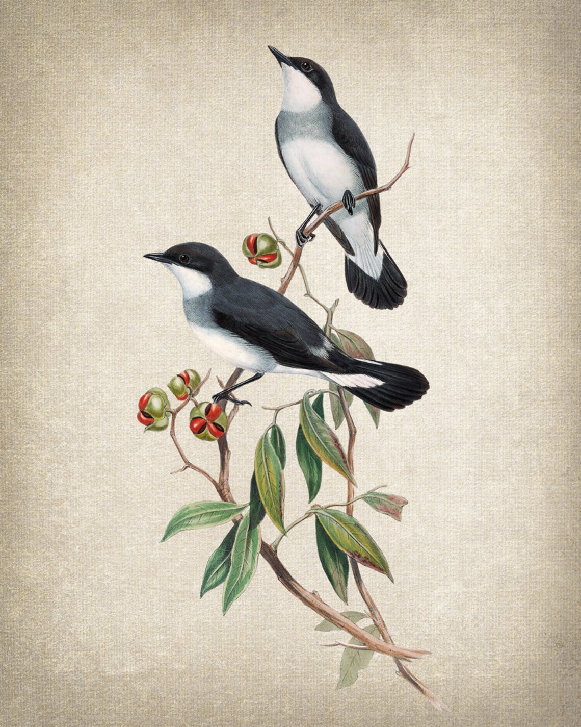 White-Tailed Robin Vintage Illustration Art Print - Image 2