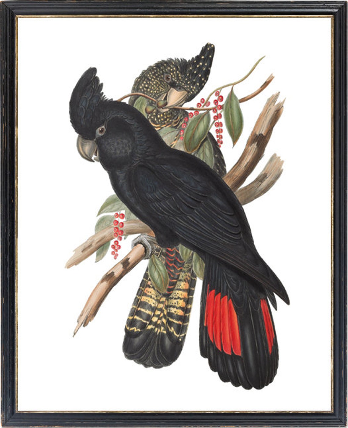 Red Tailed Black Cockatoo Vintage Illustration Pair Parrots Poster - Image 3