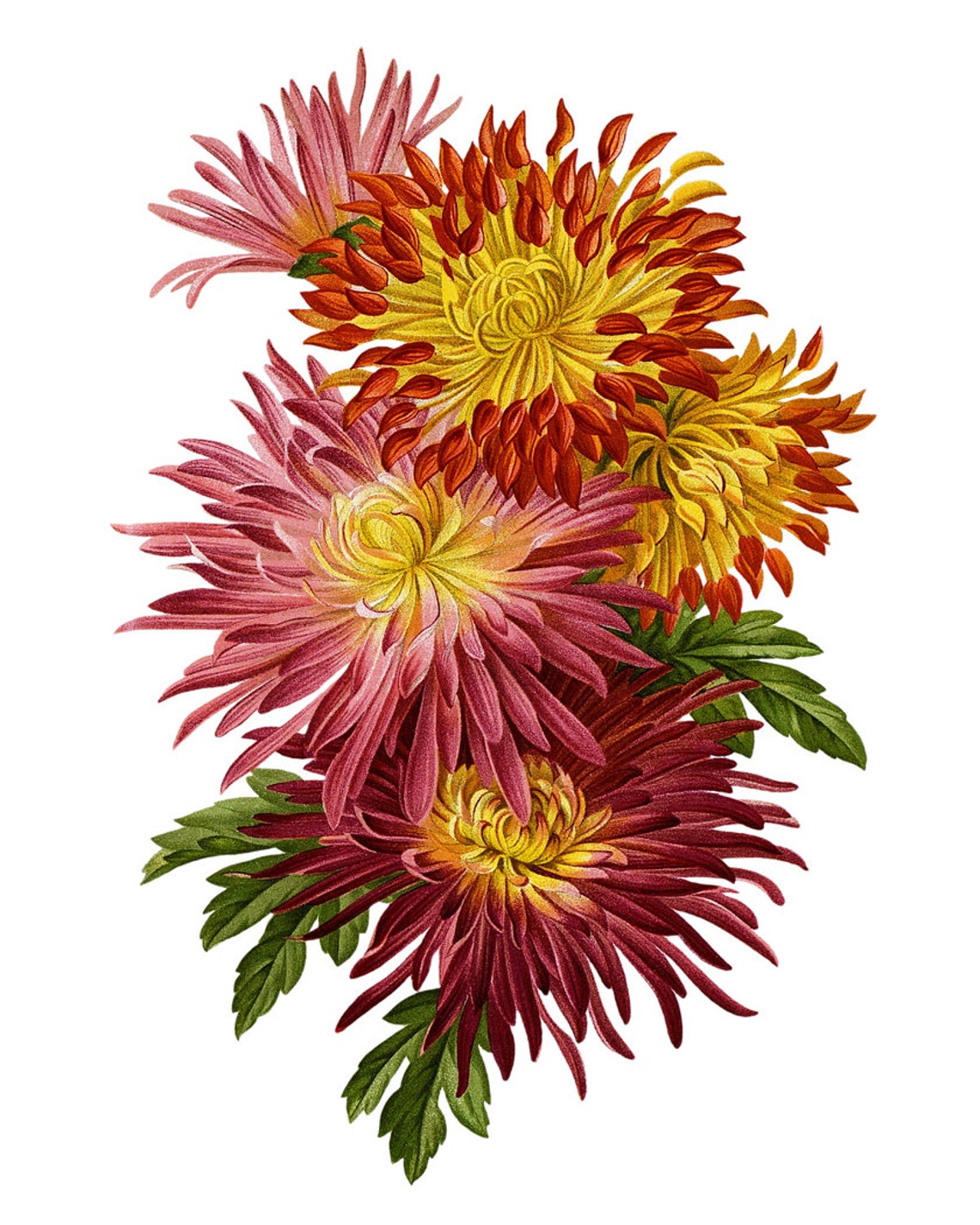 Red Pink and Yellow Chrysanthemums Vintage Botanical Flower Poster - Image 2