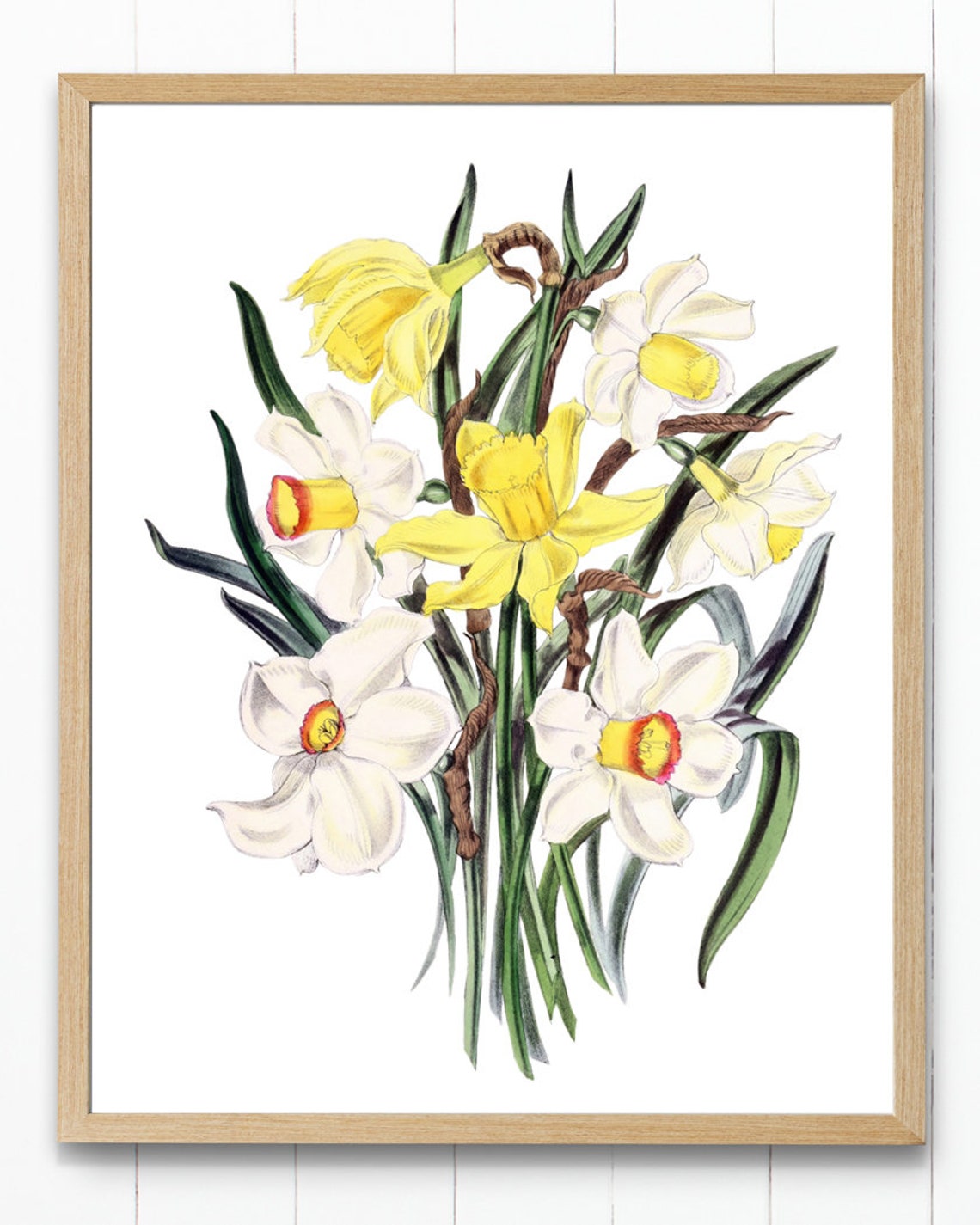 Yellow and White Daffodil Flowers Vintage Botanical Art Poster - Image 4