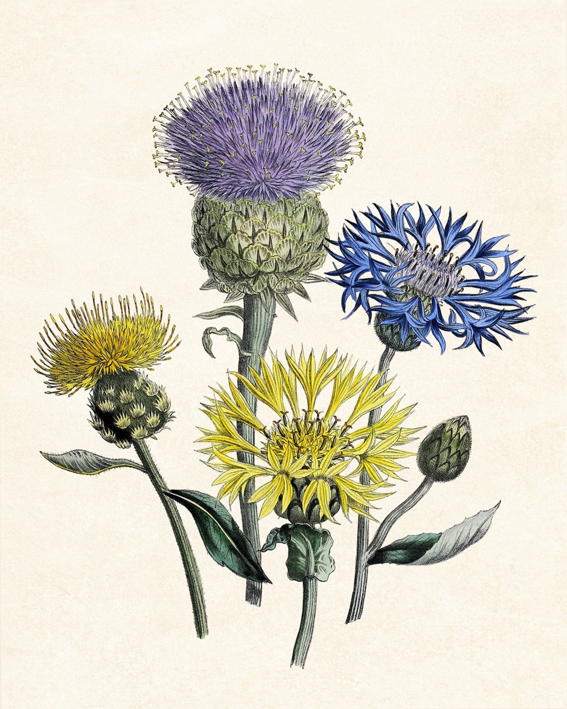 Meadow Centaurea Cornflowers Classic Vintage Botanical Poster - Image 3
