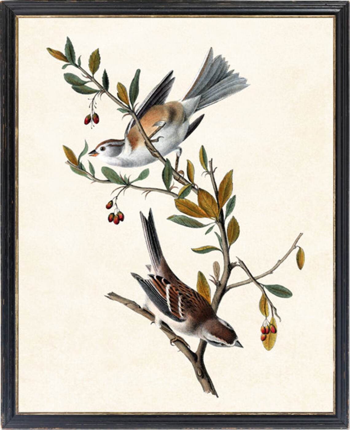 Vintage Bird Illustration, Canada Bunting Bird Print - Image 4