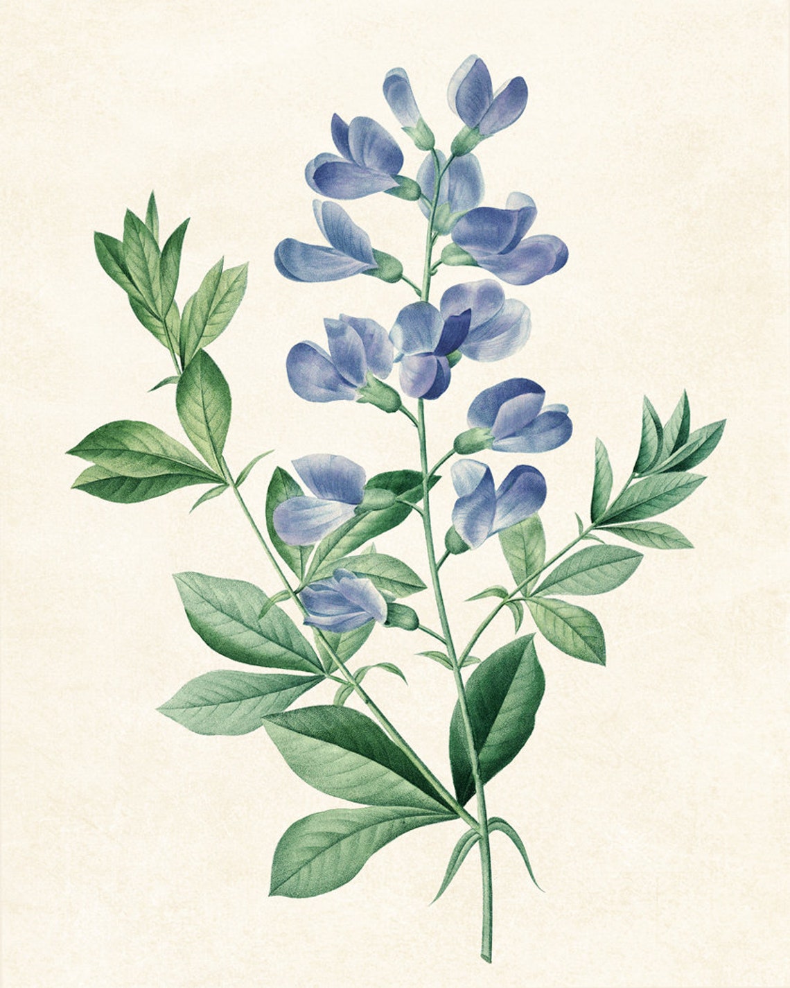 Blue Wild Indigo Flowers Antique Botanical Illustration Poster - Image 3