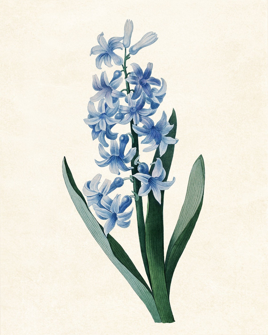Blue Hyacinth Flower Spike Classic Vintage Botanical Study Poster - Image 3