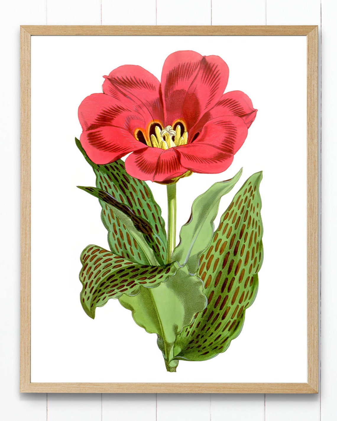 Red Tulip Vintage Botanical Illustration Spring Flower Poster - Image 4