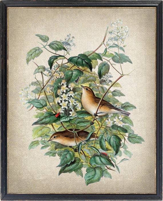 Garden Warbler Birds Vintage Illustration Art Print