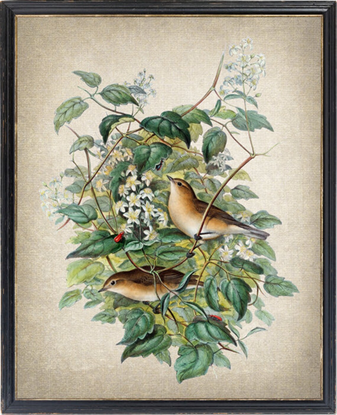 Garden Warbler Vintage Bird Illustration Art Print