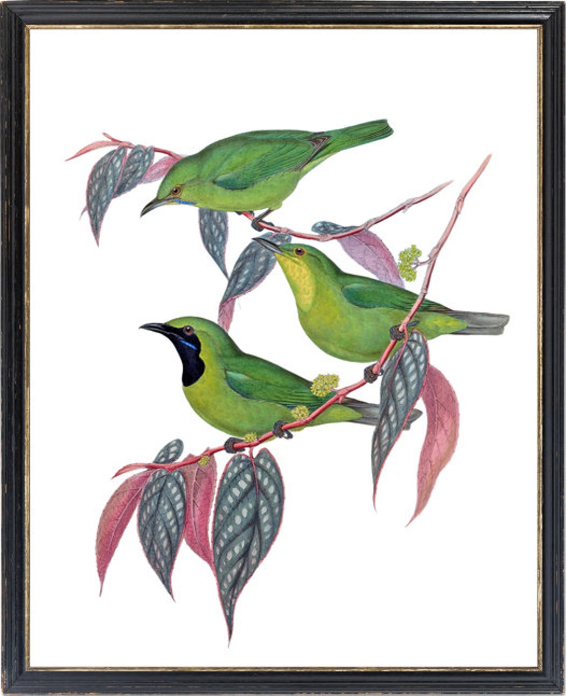 Java Leafbird Trio Classic Antique Ornithological Bird Poster - Image 3