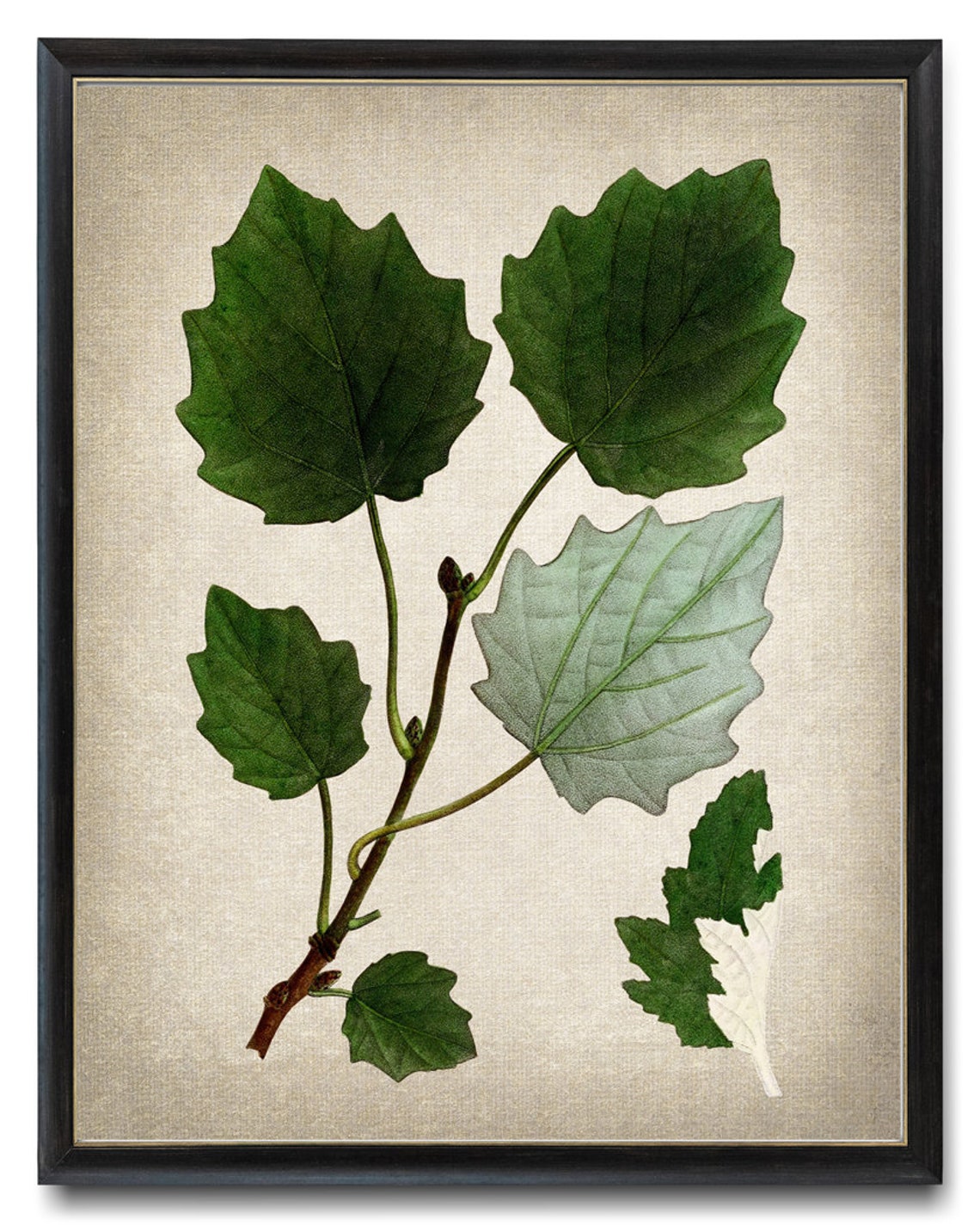 Grey Poplar Silver Leaves Antique Botanical Illustration Print